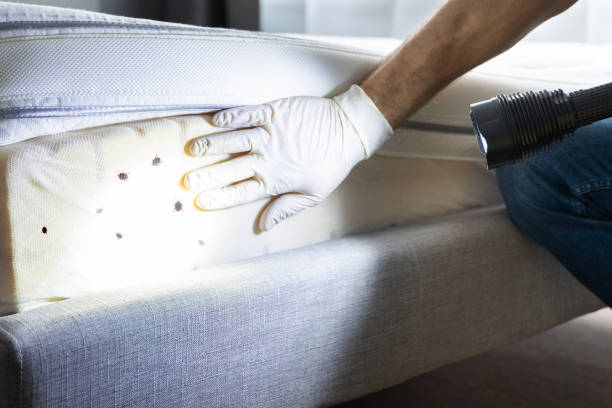 Best Bed Bug Extermination  in Mira Monte, CA